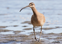 Numenius phaeopus